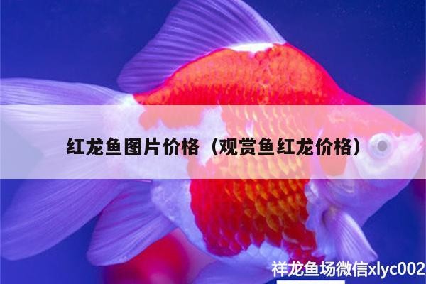 紅龍魚圖片價格（觀賞魚紅龍價格） 紅龍魚圖片價格（觀賞魚紅龍價格） 虎魚百科