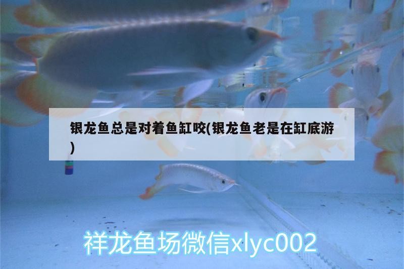 銀龍魚總是對著魚缸咬(銀龍魚老是在缸底游)