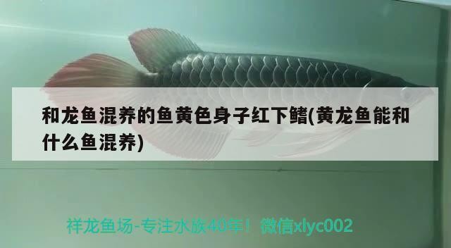 40厘米的銀龍魚多少錢一只(40公分銀龍魚價格多少錢一條)