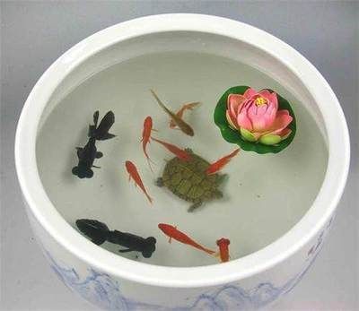 半圓型魚缸風水魚缸怎么擺放：魚缸擺放位置的風水學 半圓型魚缸風水魚缸怎么擺放：魚缸擺放位置的風水學 魚缸百科 第1張