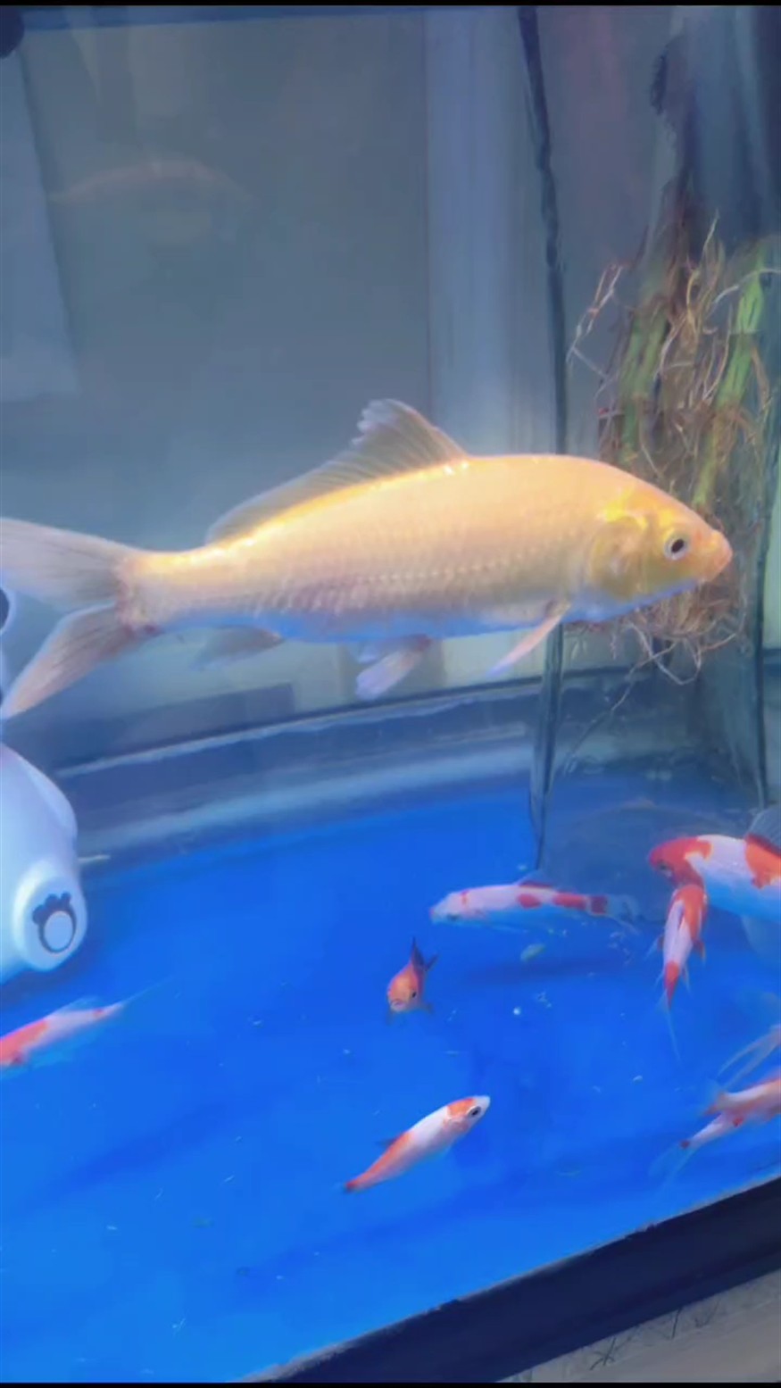 網上買的魚