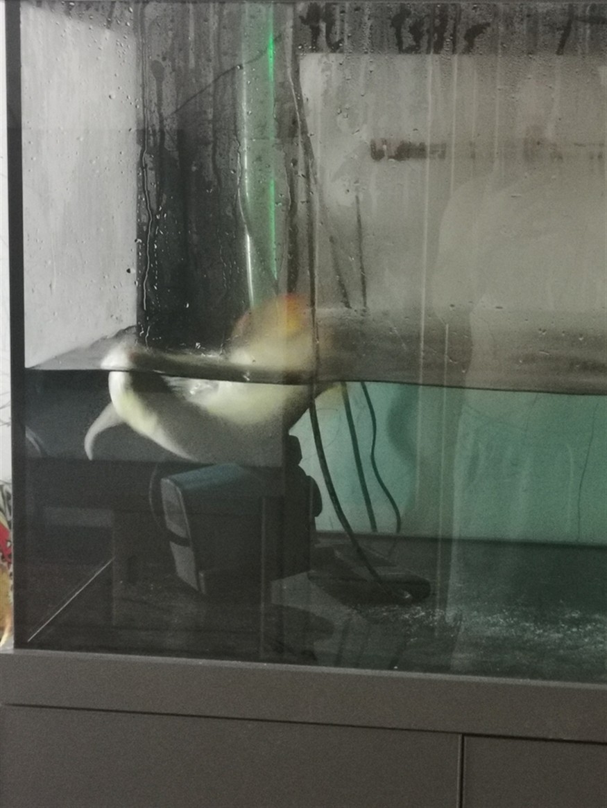 第二次搶救 第二次搶救 龍魚論壇