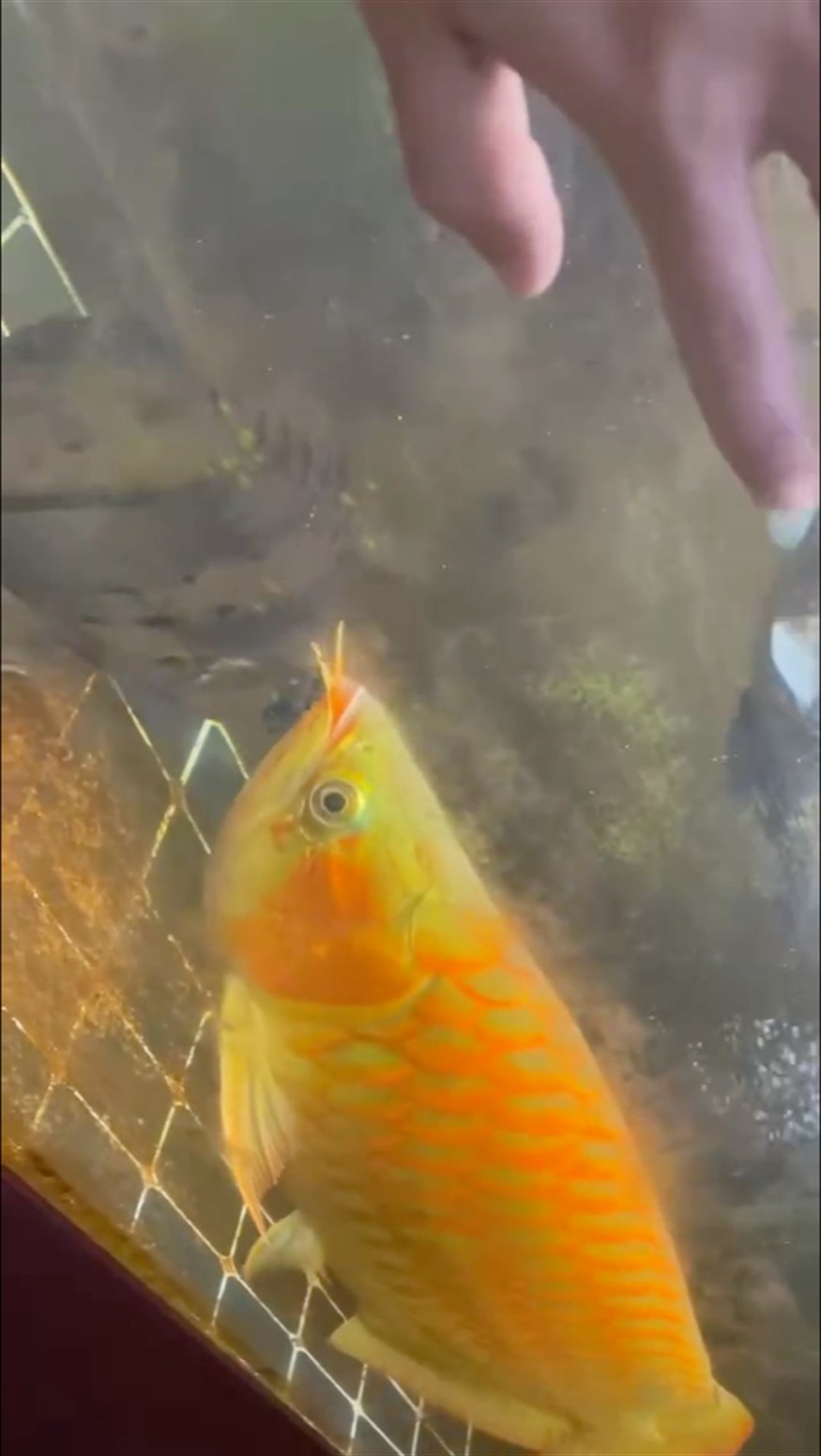 給龍魚調(diào)戲的一天