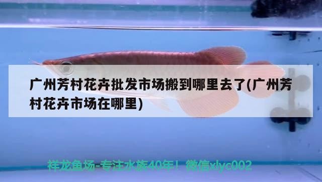 大型銀龍魚混養(yǎng)技術(shù)(銀龍魚金龍魚混養(yǎng)) 大型銀龍魚混養(yǎng)技術(shù)(銀龍魚金龍魚混養(yǎng)) 銀龍魚百科