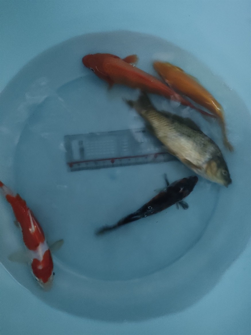 第一次在網上買魚