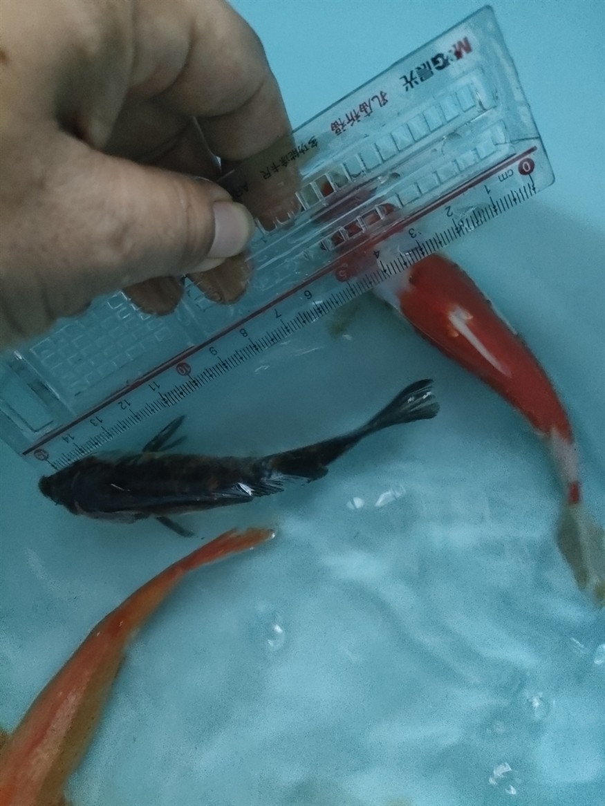 第一次在網上買魚