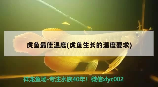 虎魚(yú)最佳溫度(虎魚(yú)生長(zhǎng)的溫度要求)