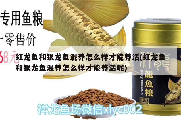 紅龍魚和銀龍魚混養怎么樣才能養活(紅龍魚和銀龍魚混養怎么樣才能養活呢)