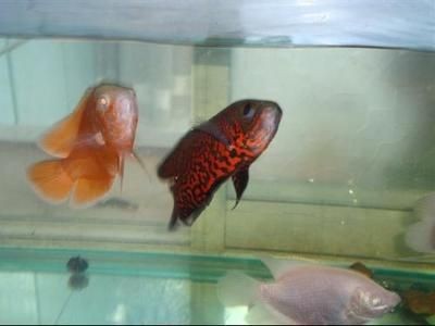 1.5米魚缸放多少慶大:1.5米魚缸放多少慶大霉素 魚缸百科 第1張 1.5米魚缸放多少慶大:1.5米魚缸放多少慶大霉素 1.5米魚缸放多少慶大:1.5米魚缸放多少慶大霉素 魚缸百科 第1張