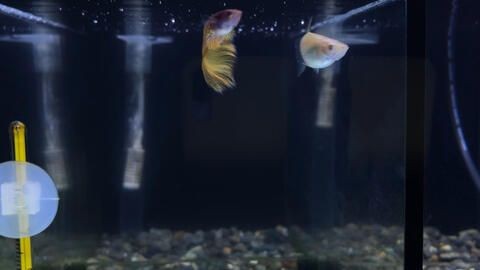 1.5米魚缸放多少慶大:1.5米魚缸放多少慶大霉素 魚缸百科 第2張 1.5米魚缸放多少慶大:1.5米魚缸放多少慶大霉素 1.5米魚缸放多少慶大:1.5米魚缸放多少慶大霉素 魚缸百科 第2張
