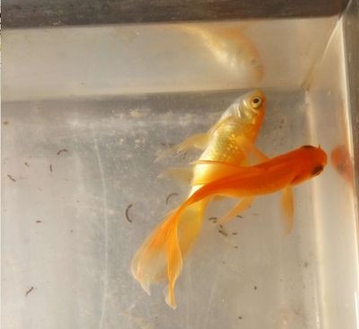 1.5米魚缸放多少慶大：1.5米魚缸放多少慶大霉素 1.5米魚缸放多少慶大：1.5米魚缸放多少慶大霉素 魚缸百科 第3張