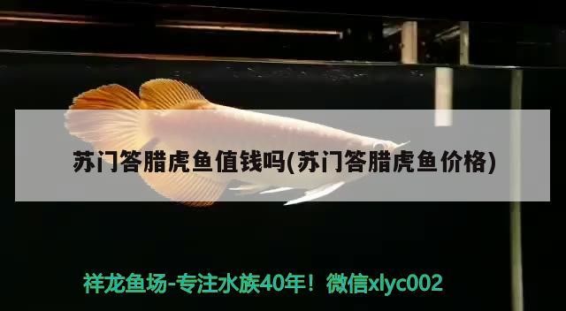 蘇門答臘虎魚值錢嗎(蘇門答臘虎魚價格)