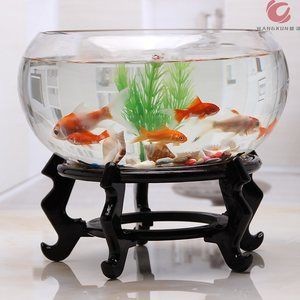 玻璃圓魚缸能養活魚嗎：玻璃圓魚缸是否能養活魚