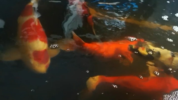 飯后 喝茶 溜魚