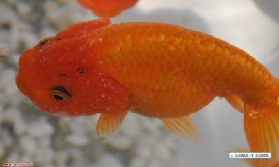 大魚缸金魚長(zhǎng)白毛水怎么辦呢：金魚身上長(zhǎng)白毛如何處理和預(yù)防措施金魚感染水霉病