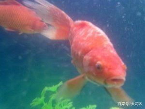 大魚缸金魚長(zhǎng)白毛水怎么辦呢：金魚身上長(zhǎng)白毛如何處理和預(yù)防措施金魚感染水霉病