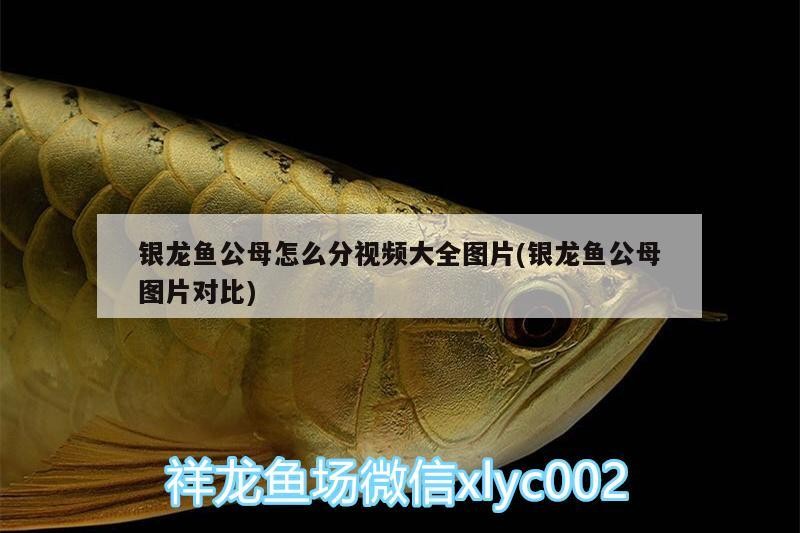 銀龍魚公母怎么分視頻大全圖片(銀龍魚公母圖片對比)