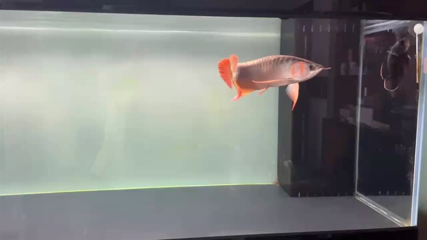 自在隨心