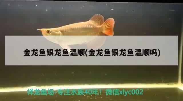 金龍魚銀龍魚溫順(金龍魚銀龍魚溫順嗎)