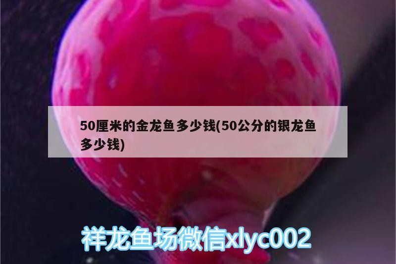 50厘米的金龍魚多少錢(50公分的銀龍魚多少錢)