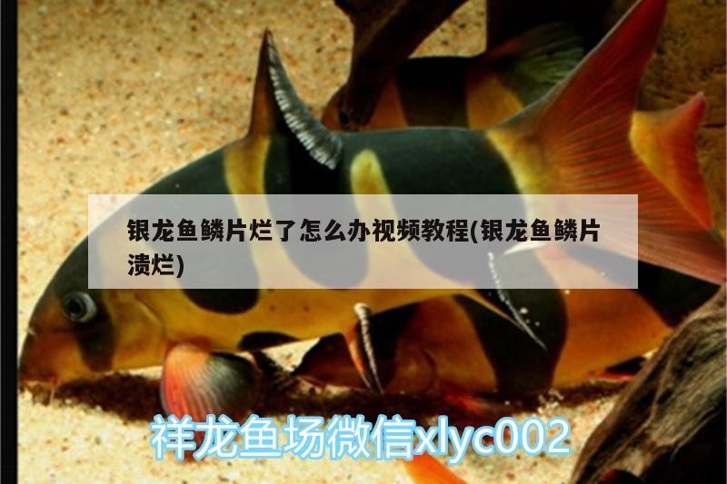 銀龍魚鱗片爛了怎么辦視頻教程(銀龍魚鱗片潰爛)