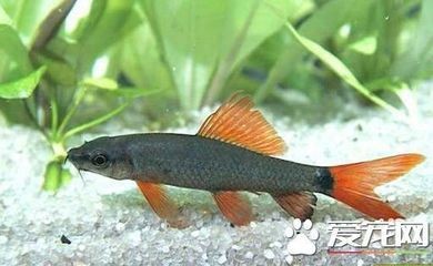 白玉石放魚缸好不好養(yǎng)：白玉石養(yǎng)魚有什么優(yōu)點(diǎn)與注意事項(xiàng)？ 白玉石放魚缸好不好養(yǎng)：白玉石養(yǎng)魚有什么優(yōu)點(diǎn)與注意事項(xiàng)？ 魚缸百科 第2張