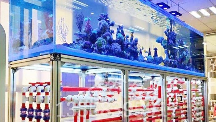 牡丹江市光華花鳥魚批發大市場大偉水族館（牡丹江最大花鳥魚市場）