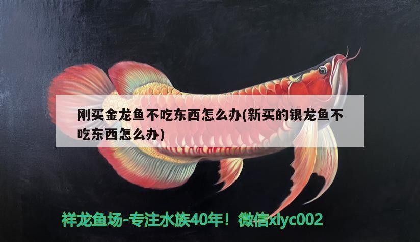 剛買金龍魚不吃東西怎么辦(新買的銀龍魚不吃東西怎么辦) 剛買金龍魚不吃東西怎么辦(新買的銀龍魚不吃東西怎么辦) 銀龍魚百科
