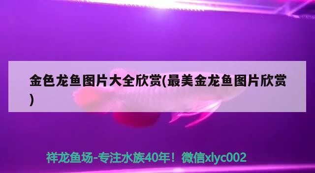 金色龍魚圖片大全欣賞(最美金龍魚圖片欣賞)