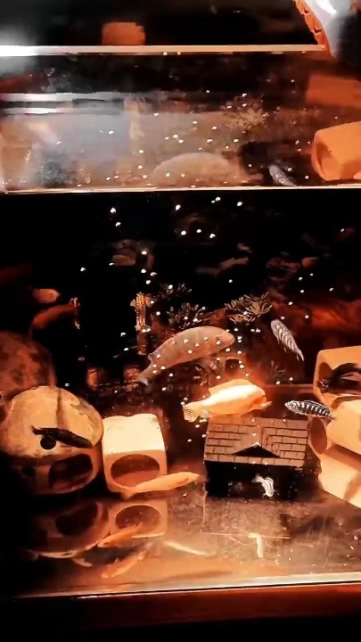 什么魚能和龍魚、虎魚混養(龍魚能和虎魚混養嗎) 日常掃雷 龍魚論壇 日常掃雷 日常掃雷 龍魚論壇