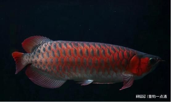 紅龍魚有什么寓意：紅龍魚與其他觀賞魚的區別，