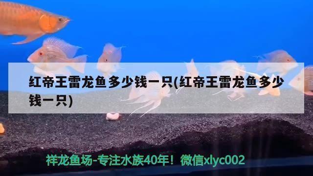 紅帝王雷龍魚多少錢一只(紅帝王雷龍魚多少錢一只) 紅帝王雷龍魚多少錢一只(紅帝王雷龍魚多少錢一只) 銀龍魚百科