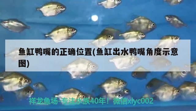 泰國虎魚多少錢一只，泰北虎魚的優(yōu)缺點 泰國虎魚多少錢一只，泰北虎魚的優(yōu)缺點 虎魚百科 第1張