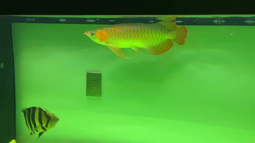 三個月