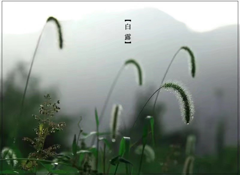 白露了