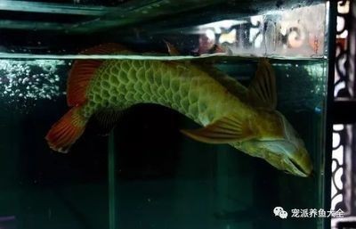 龍魚翻肚扶正一天比一天差
