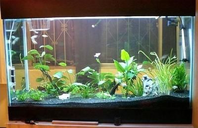 成品魚缸上濾改造最佳方法：魚缸上濾改造方式 成品魚缸上濾改造最佳方法：魚缸上濾改造方式 魚缸百科 第3張