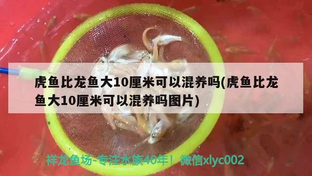 虎魚比龍魚大10厘米可以混養(yǎng)嗎(虎魚比龍魚大10厘米可以混養(yǎng)嗎圖片) 虎魚比龍魚大10厘米可以混養(yǎng)嗎(虎魚比龍魚大10厘米可以混養(yǎng)嗎圖片) 虎魚百科