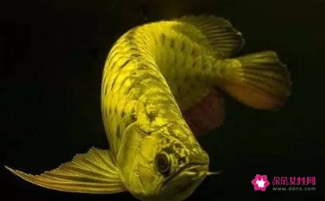 金龍魚(yú)的寓意和象征是什么