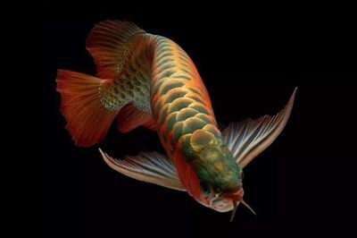 各種龍魚(yú)的寓意和象征風(fēng)水講究