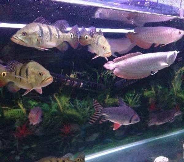 龍魚不愛吃泥鰍魚