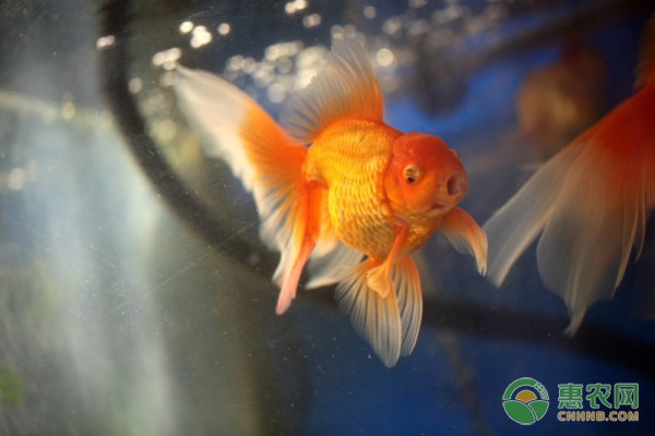 頂級紅龍魚品牌有哪些名字（頂級紅龍魚品牌有哪些名字呢）