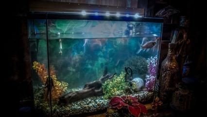 大型定做魚缸如何降溫快：幾種有效的大型定做魚缸降溫方法 大型定做魚缸如何降溫快：幾種有效的大型定做魚缸降溫方法 魚缸百科 第4張