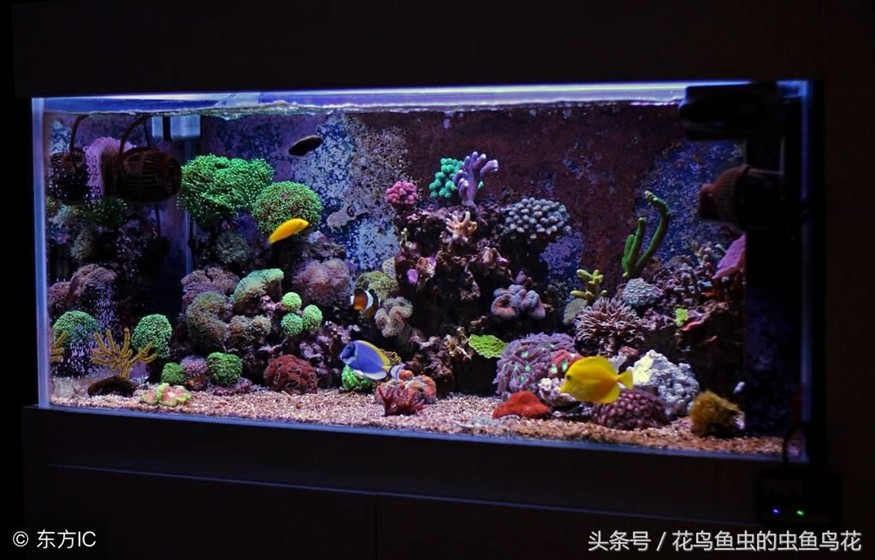 大型魚缸制作方法視頻教學(xué)：大型魚缸制作方法視頻教學(xué)時需要了解一下基礎(chǔ)知識