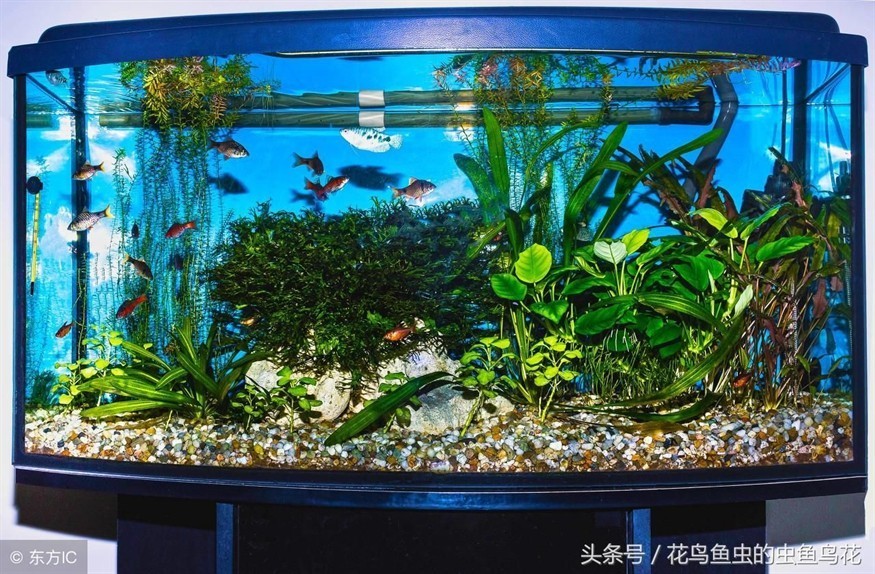 大型魚缸制作方法視頻教學(xué)：大型魚缸制作方法視頻教學(xué)時需要了解一下基礎(chǔ)知識