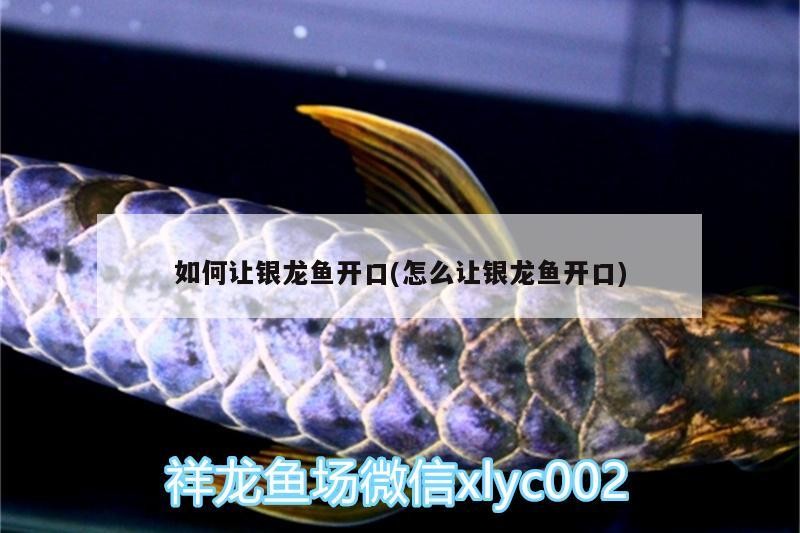 如何讓銀龍魚開口(怎么讓銀龍魚開口) 如何讓銀龍魚開口(怎么讓銀龍魚開口) 銀龍魚百科