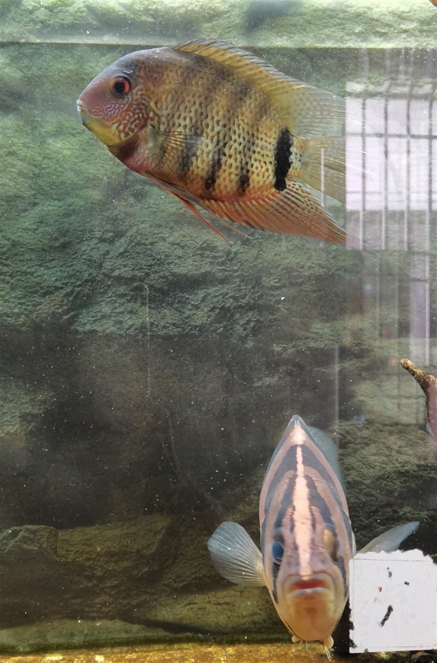 肯梅塔鈷藍(lán)菠蘿魚 肯梅塔鈷藍(lán)菠蘿魚 龍魚論壇