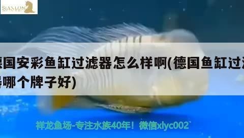 紅龍魚用黑色背景還是白色背景好呢圖片欣賞（紅龍魚用黑色背景還是白色背景好呢圖片欣賞一下）