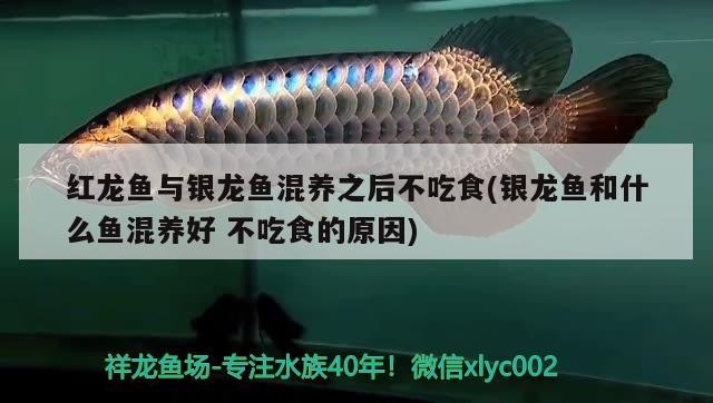紅龍魚與銀龍魚混養之后不吃食(銀龍魚和什么魚混養好不吃食的原因)
