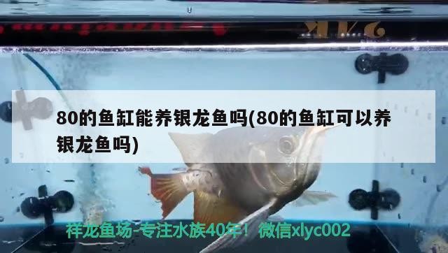 80的魚缸能養銀龍魚嗎(80的魚缸可以養銀龍魚嗎)